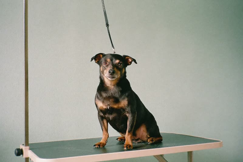 A small dog waiting calmly on a grooming table