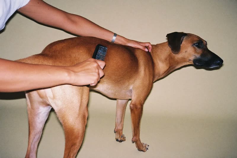 A dog standing patiently while its coat is combed through