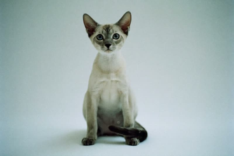 A freshly brushed cat sitting calmly on a plain backdrop