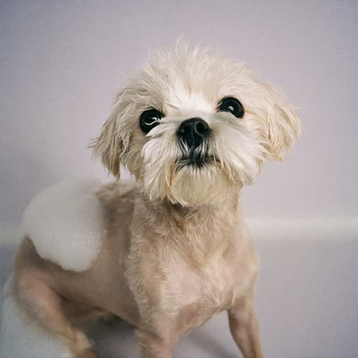A small white dog being bathed