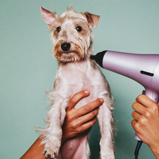 A small terrier having its coat dried after a wash