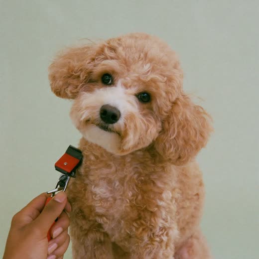 A curly-coated dog having its coat clipped