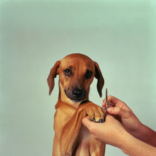 A dog's paw having its nails trimmed
