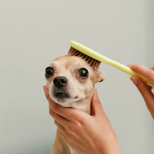 A small dog's face being brushed and tidied around the ears